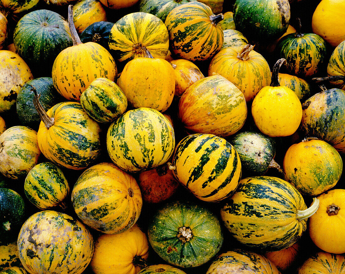 Pumpkins collected on a field