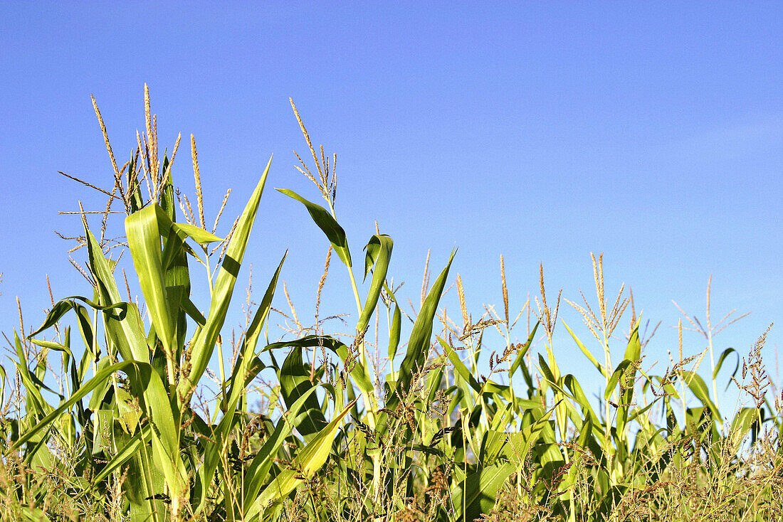 Ripe cornstalks against a clear blue sky