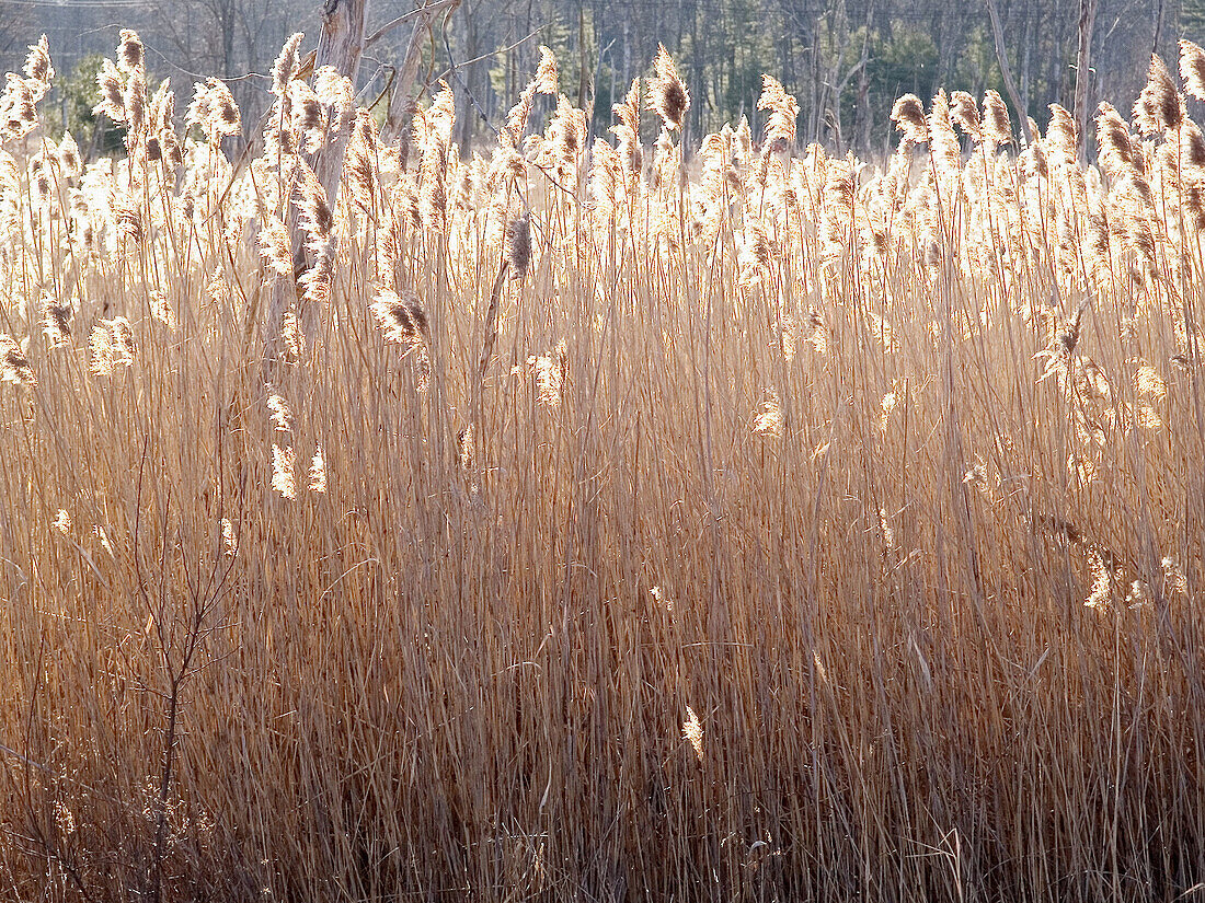 Marsh grass. Westford. Massachusetts, USA