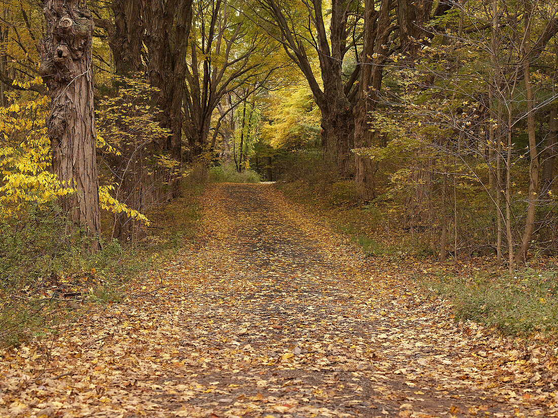 Fall in Hamden. USA.