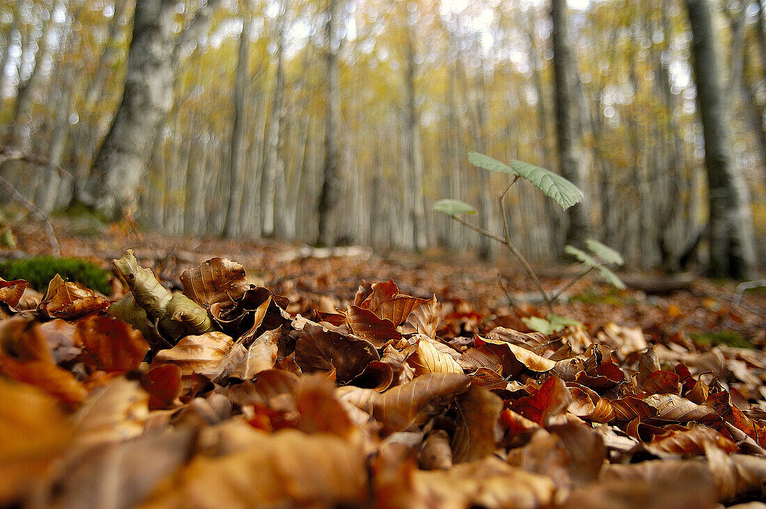 Fallen leaves, autumn.