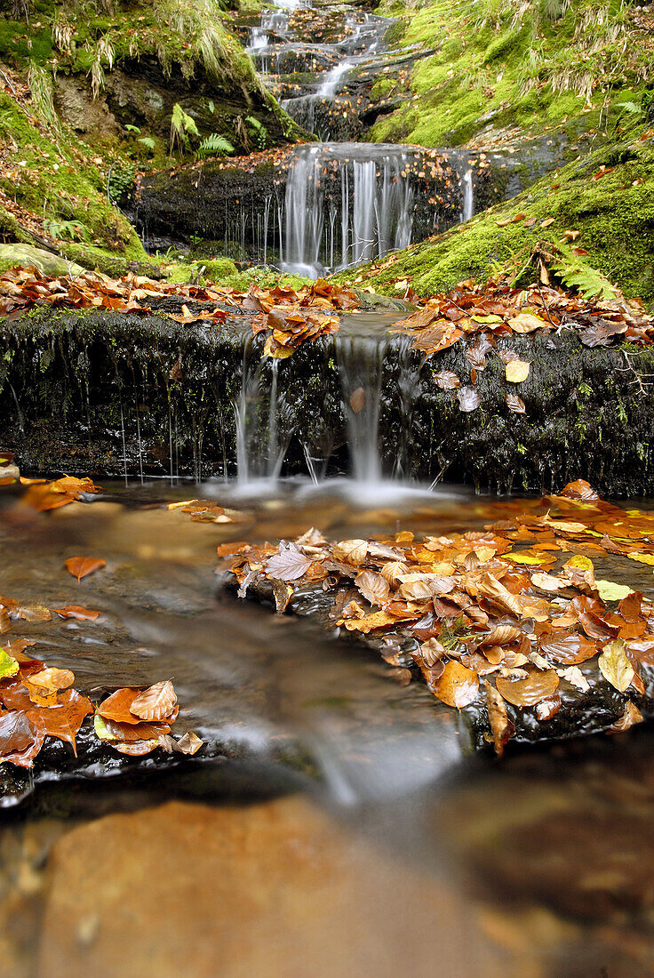 Creek in fall. Oñate, Guipúzcoa, Euskadi, Spain