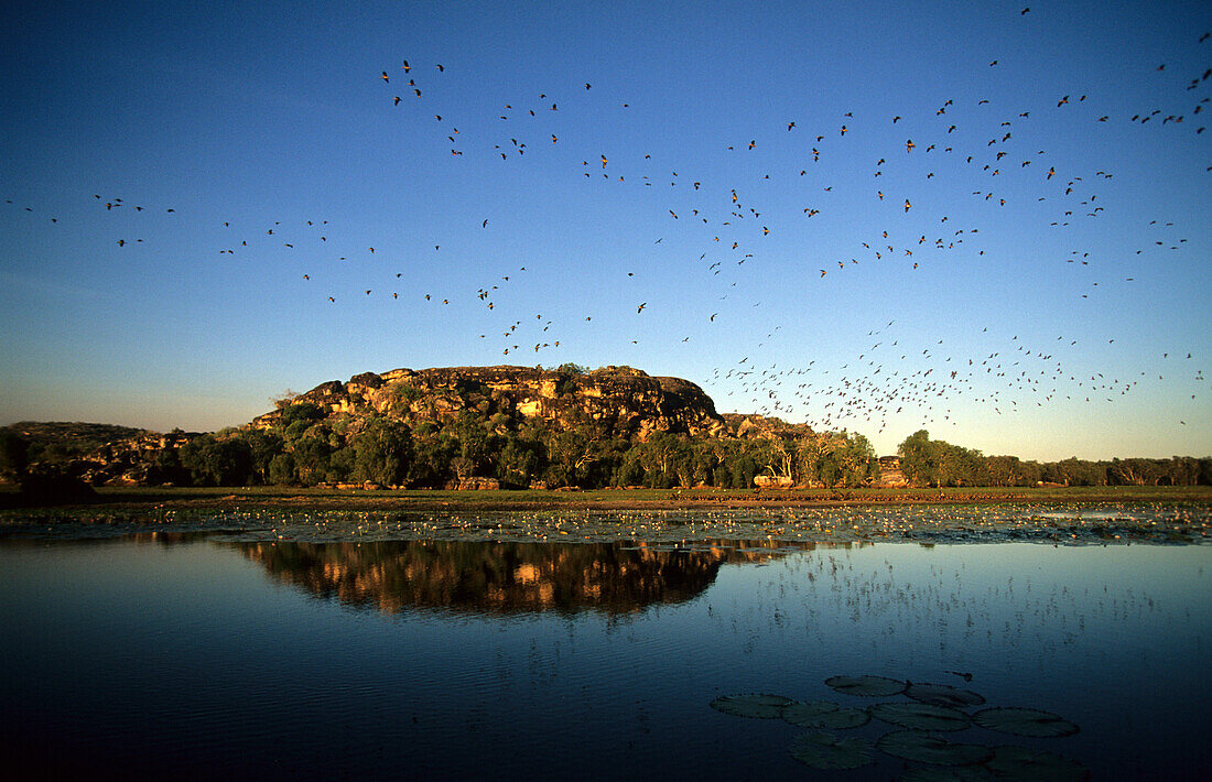 Flocks of  Whistling Ducks on the Cooper Creek Billabong, Australia