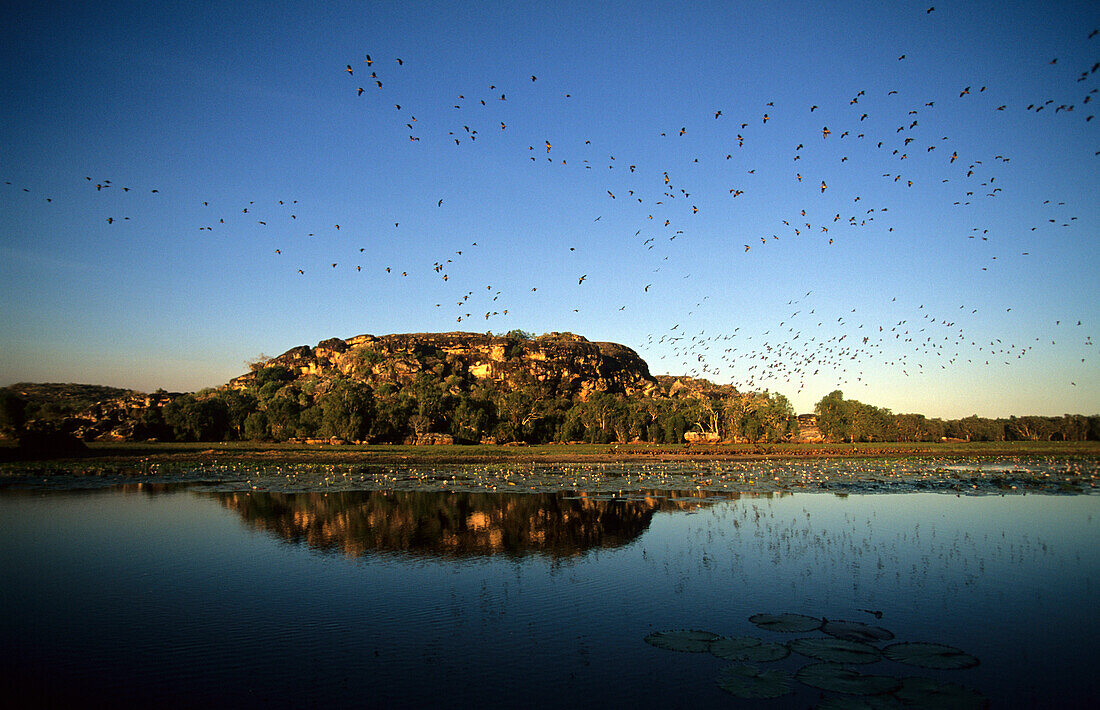 Schwärme von Pfeifen Enten auf dem Cooper Creek Billabong, Australien