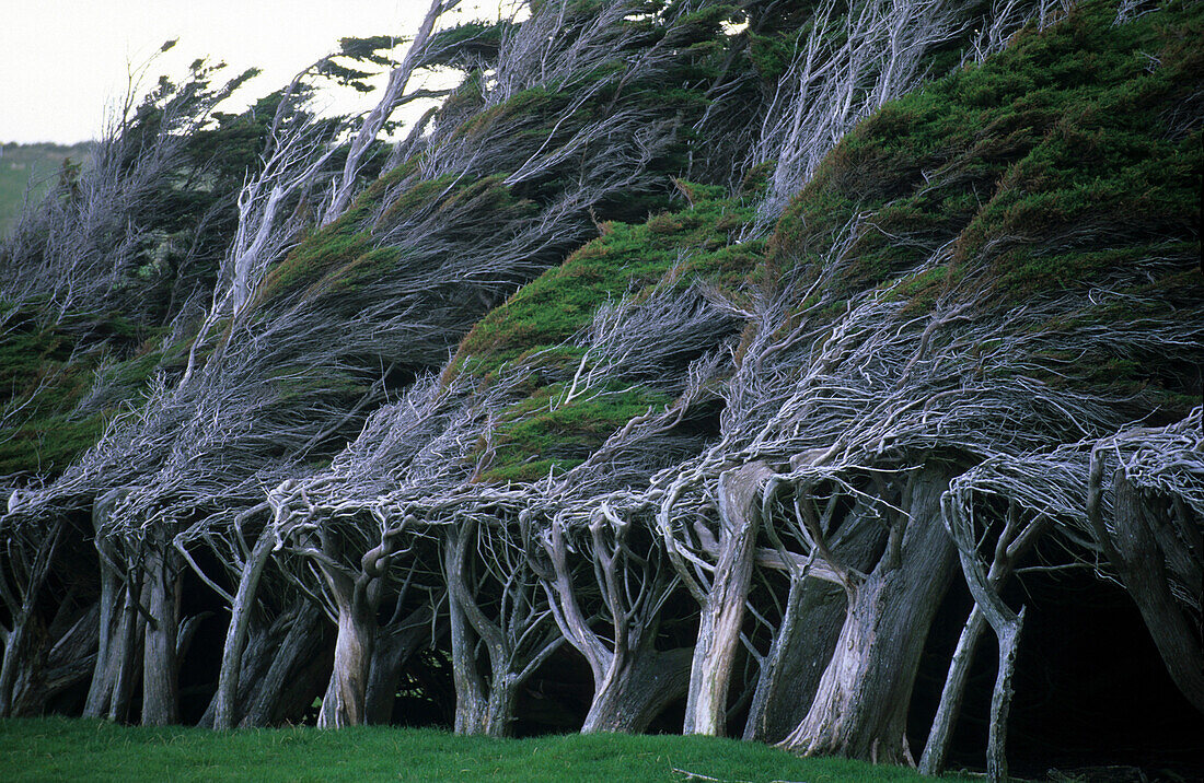 Windswept trees, New Zealand
