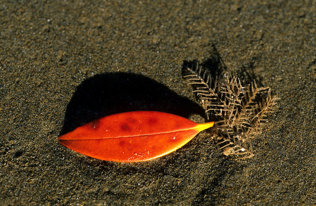 Leave in the sand, New Zealand