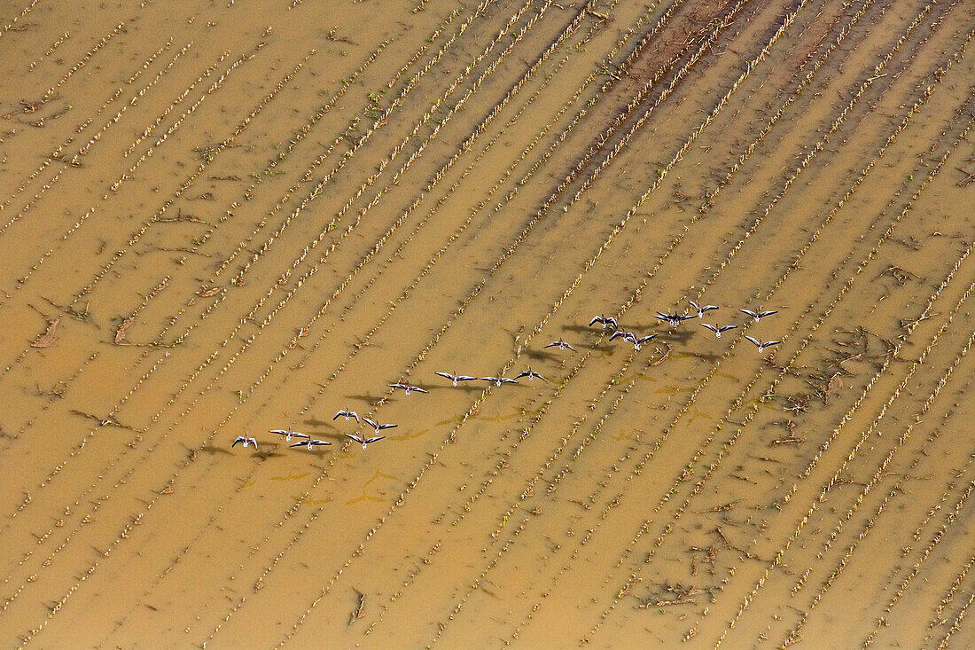 Migratory birds flying over floodwaters of Leine River, Hanover region, Lower Saxony, Germany