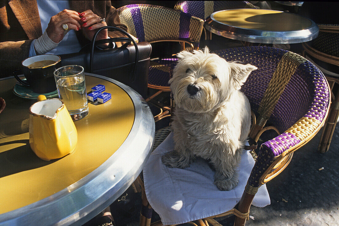 West Highland white terrier sitting on a bistro chair outside a Cafe, Paris, France