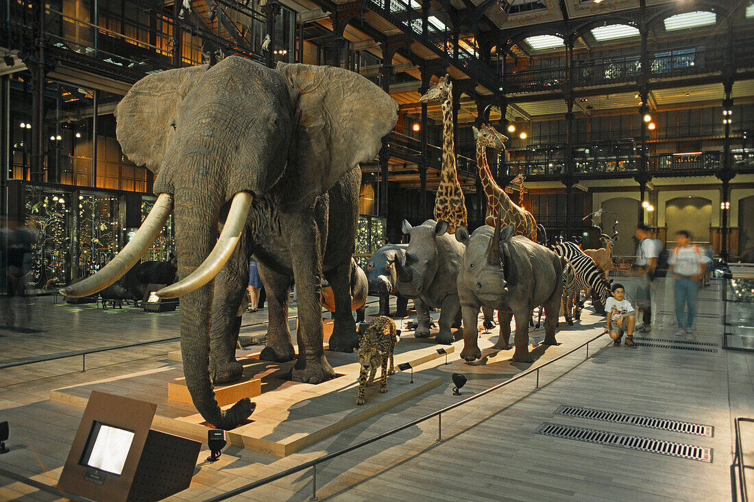 Elephants and wild animals in the Galerie de l'Evolution, Natural History Museum, Jardin des Plantes, 5e Arrondissement, Paris, France