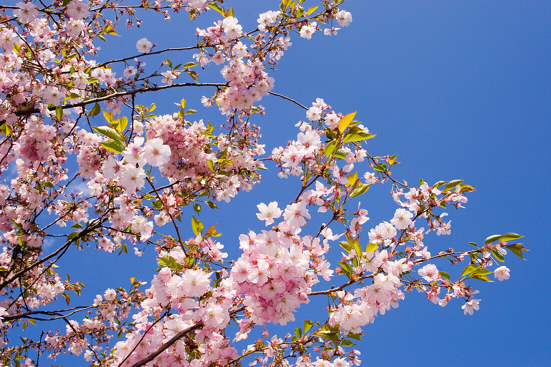 Berlin Mahrzahn, cherry blossom in the GARDEN OF THE WORLD, recreational park ,Japanese  garden in spring