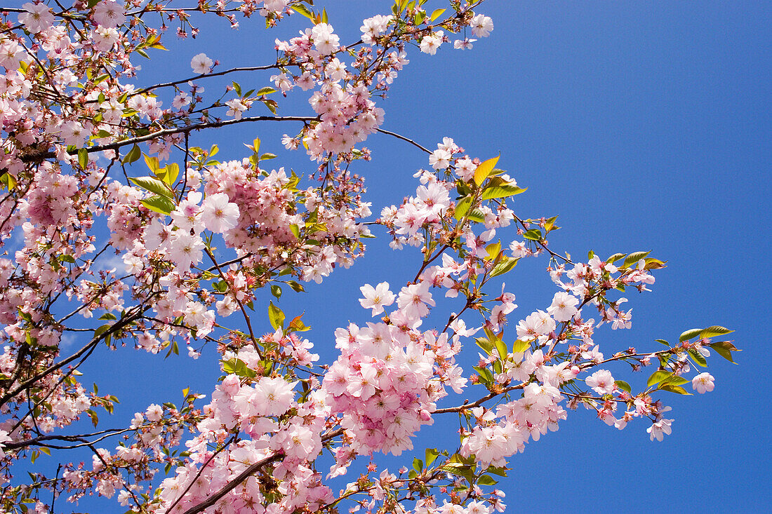 Freizeitpark Mahrzahn, Gärten der Welt, Japanischer Garten, KirschBluete