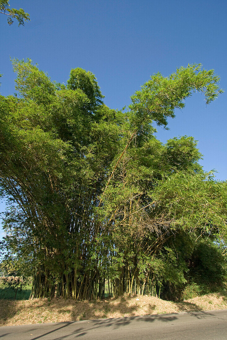 Jamaika Bamboo Avenue