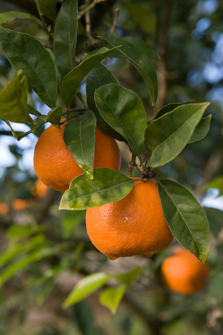 Orangen am Baum am La Reserva Rotana Finca Hotel Rural, nahe Manacor, Mallorca, Balearen, Spanien, Europa
