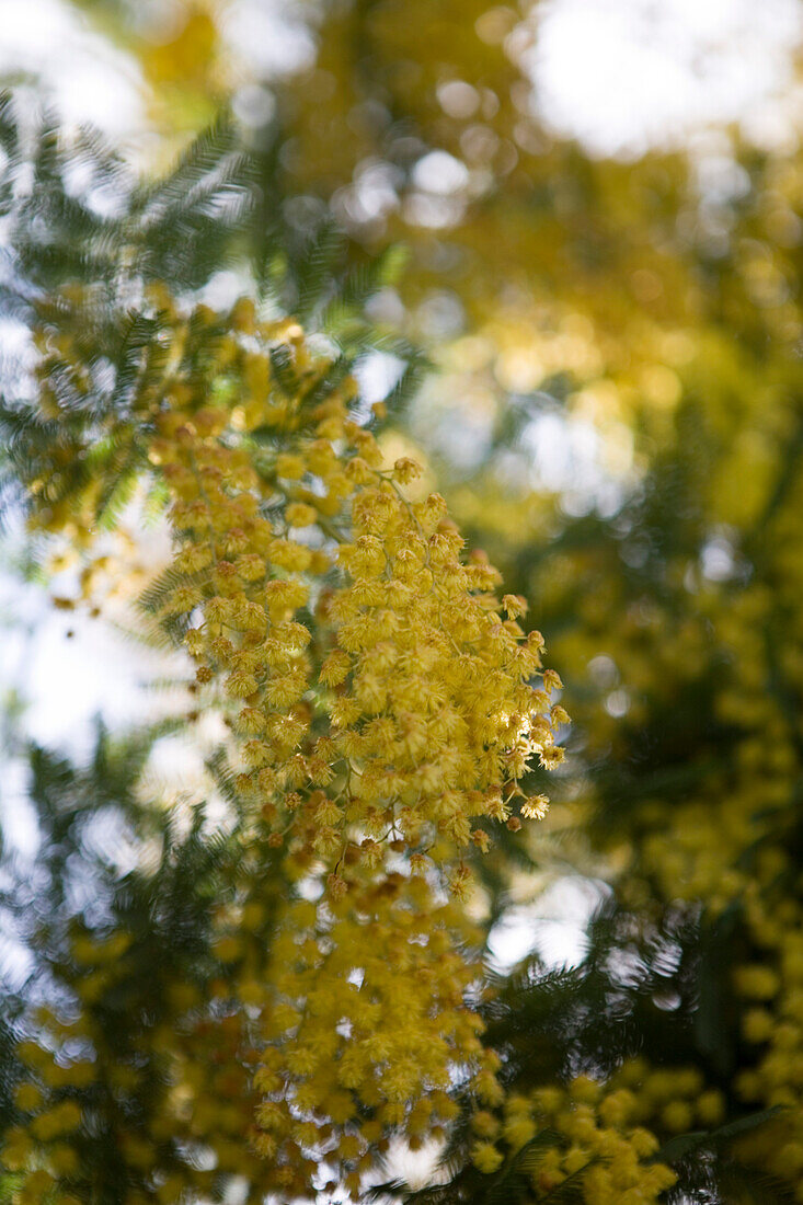 Gelbblühender Baum am La Reserva Rotana Finca Hotel Rural, nahe Manacor, Mallorca, Balearen, Spanien, Europa