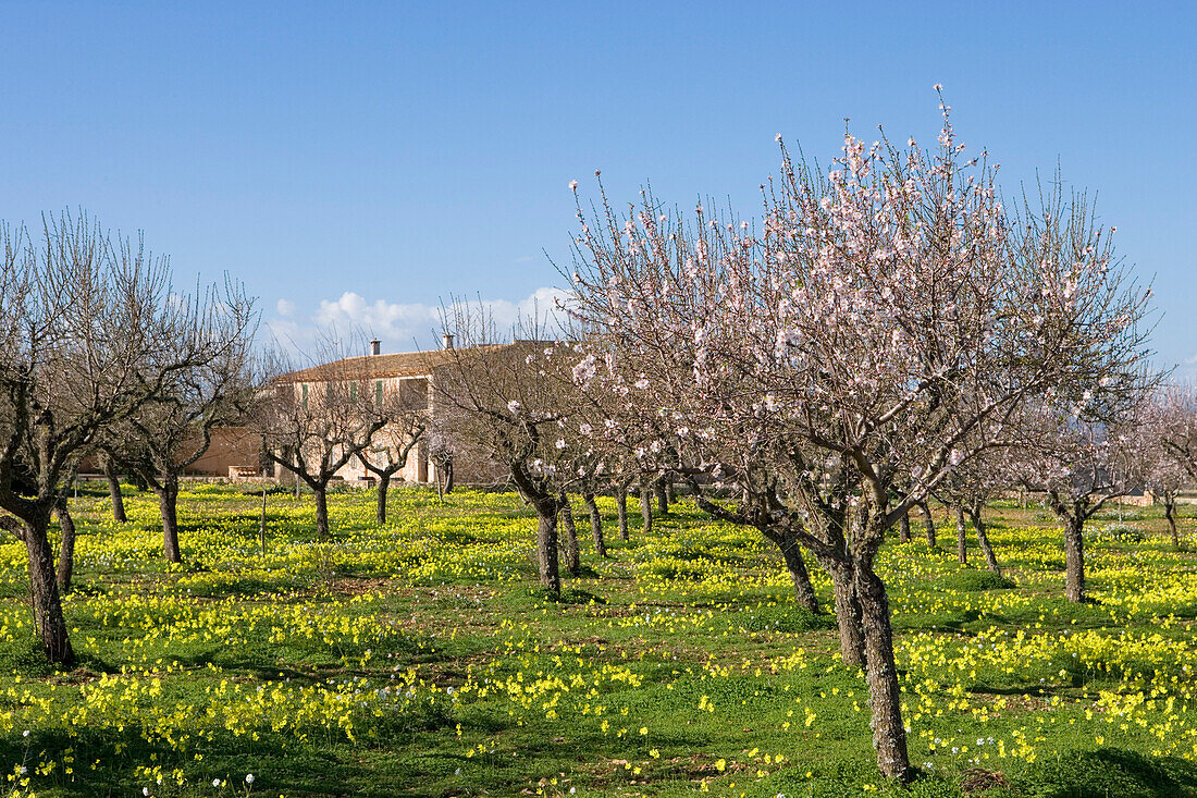 Blossoming Almond Trees, Near Felanitx, Mallorca, Balearic Islands, Spain