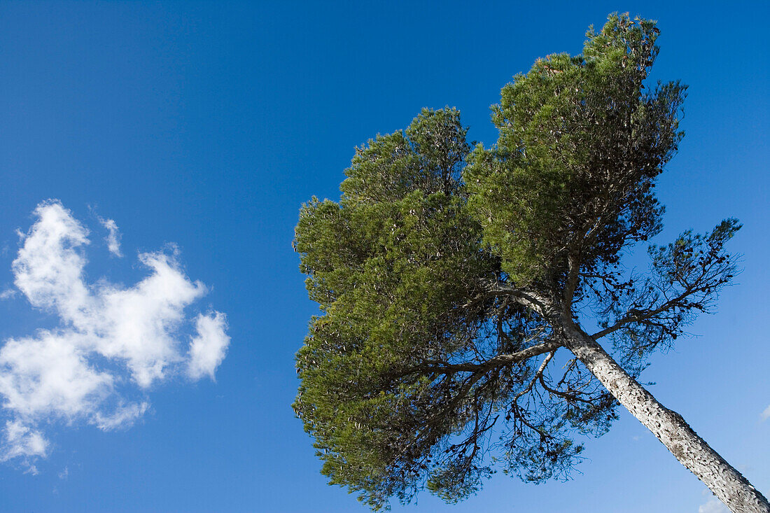 Cloud and Tree, Near Felanitx, Mallorca, Balearic Islands, Spain