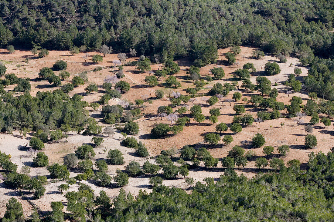 Bäume in der Ebene, Blick vom Castell de Santueri, nahe Felanitx, Mallorca, Balearen, Spanien, Europa
