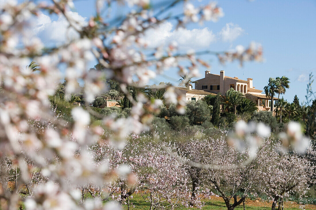 Almond Tree Blossoms and Finca, Near Santanyi, Mallorca, Balearic Islands, Spain