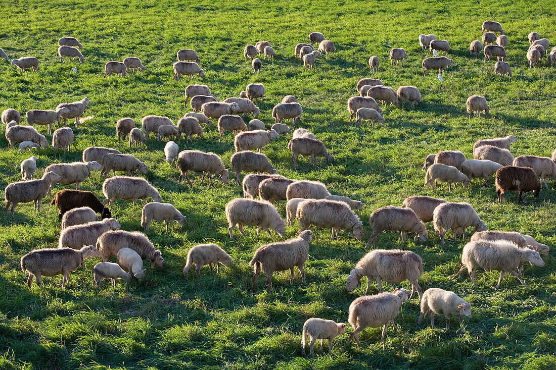Schafsherde auf Wiese, Manacor, Mallorca, Balearen, Spanien, Europa