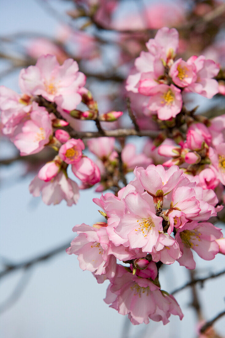 Apricot Tree Blossom, Near Randa, Mallorca, Balearic Islands, Spain