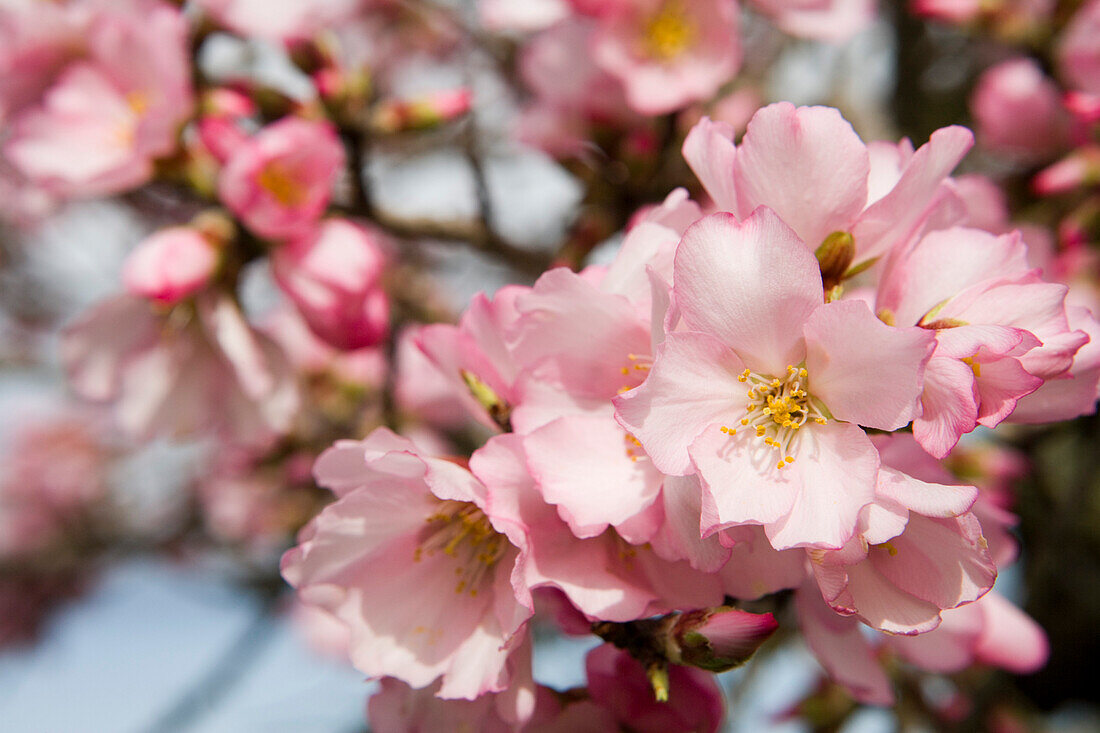 Apricot Tree Blossom, Near Randa, Mallorca, Balearic Islands, Spain