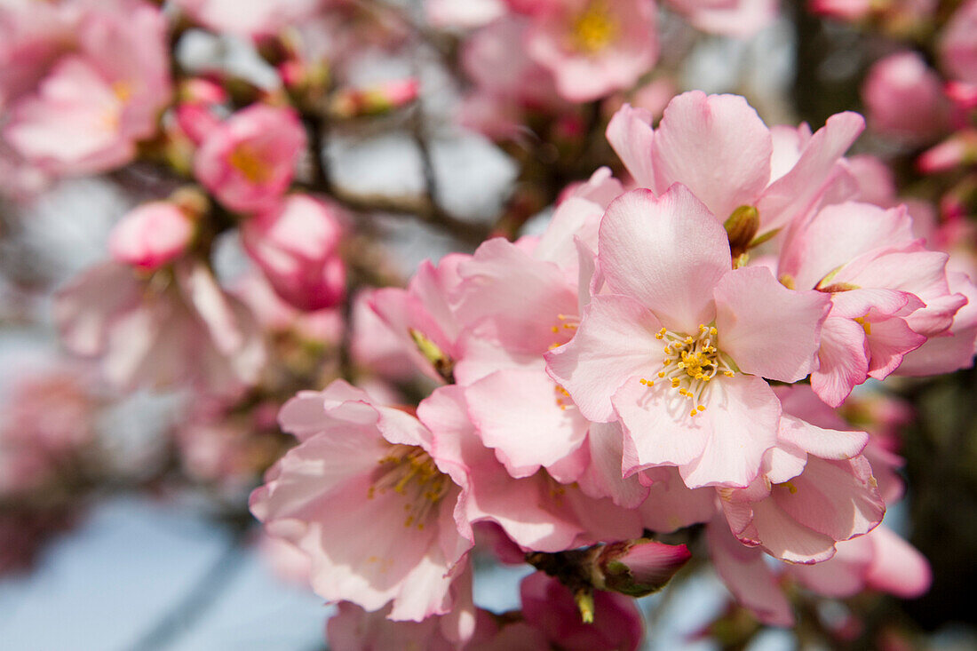 Aprikosenblüte, nahe Randa, Mallorca, Balearen, Spanien, Europa