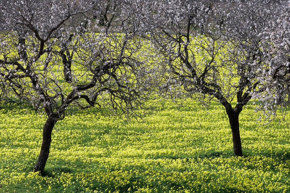 Blossoming Almond Trees in Wildflower Meadow, Near Randa, Mallorca, Balearic Islands, Spain