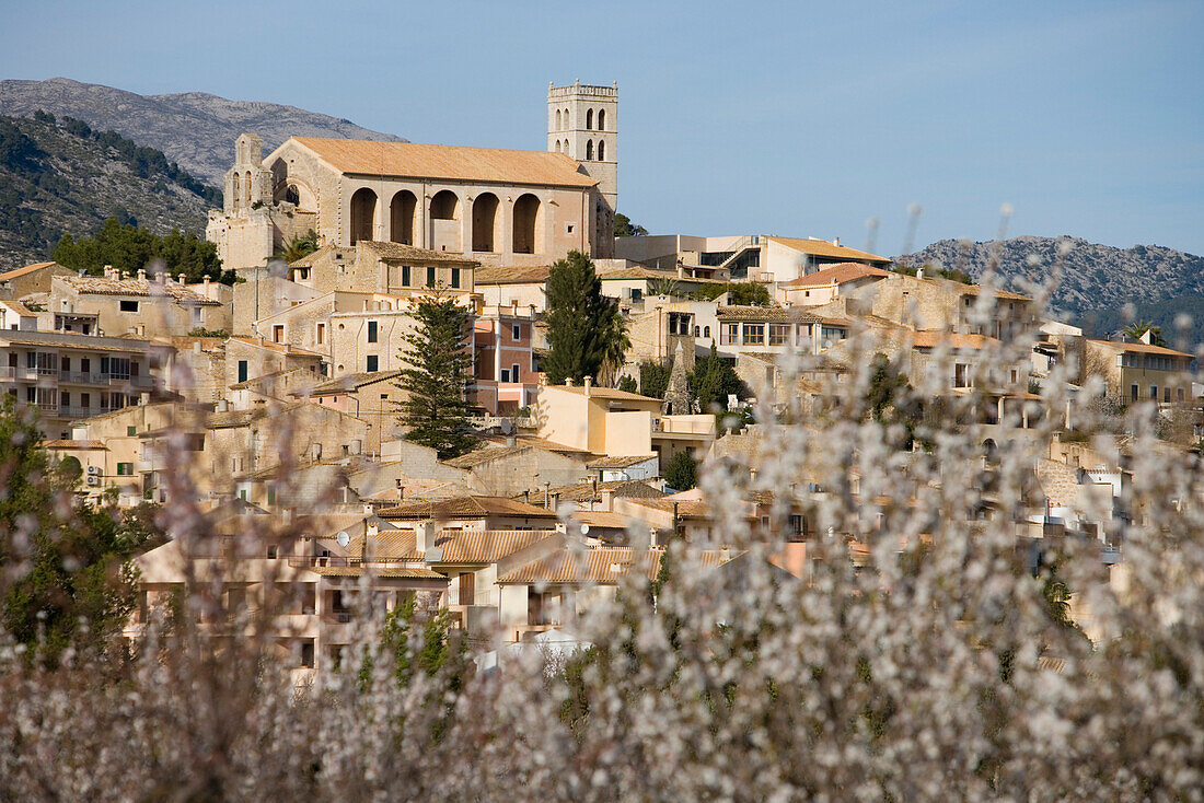 Blühende Mandelbäume und Kirche, Lloseta, Mallorca, Balearen, Spanien, Europa