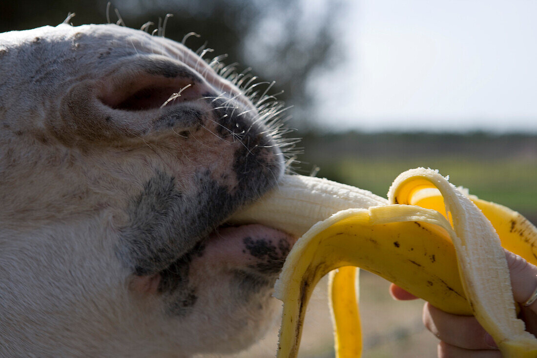 Feeding Banana to a Donkey, Near Llucmajor, Mallorca, Balearic Islands, Spain