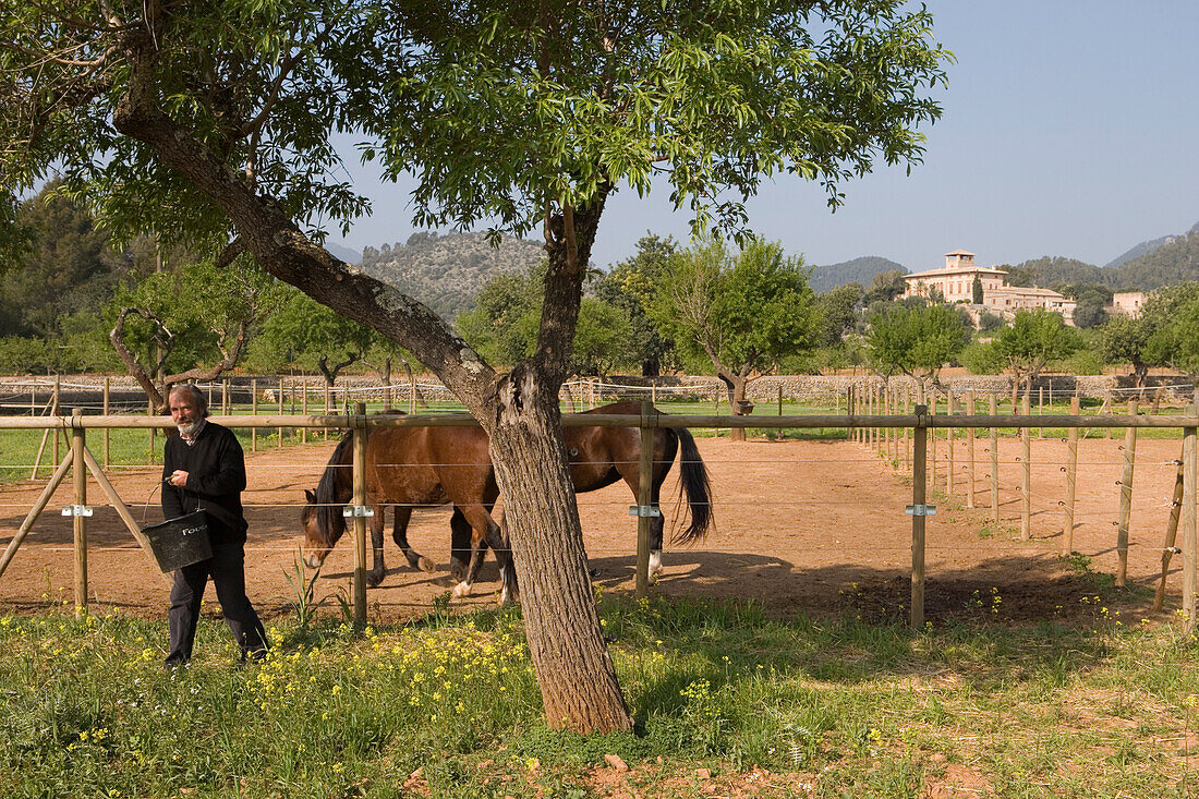 Mann füttert Pferde am Agrotourismo Alfatx Finca Hotel, nahe s'Esgleieta,  Mallorca, Balearen, Spanien, Europa