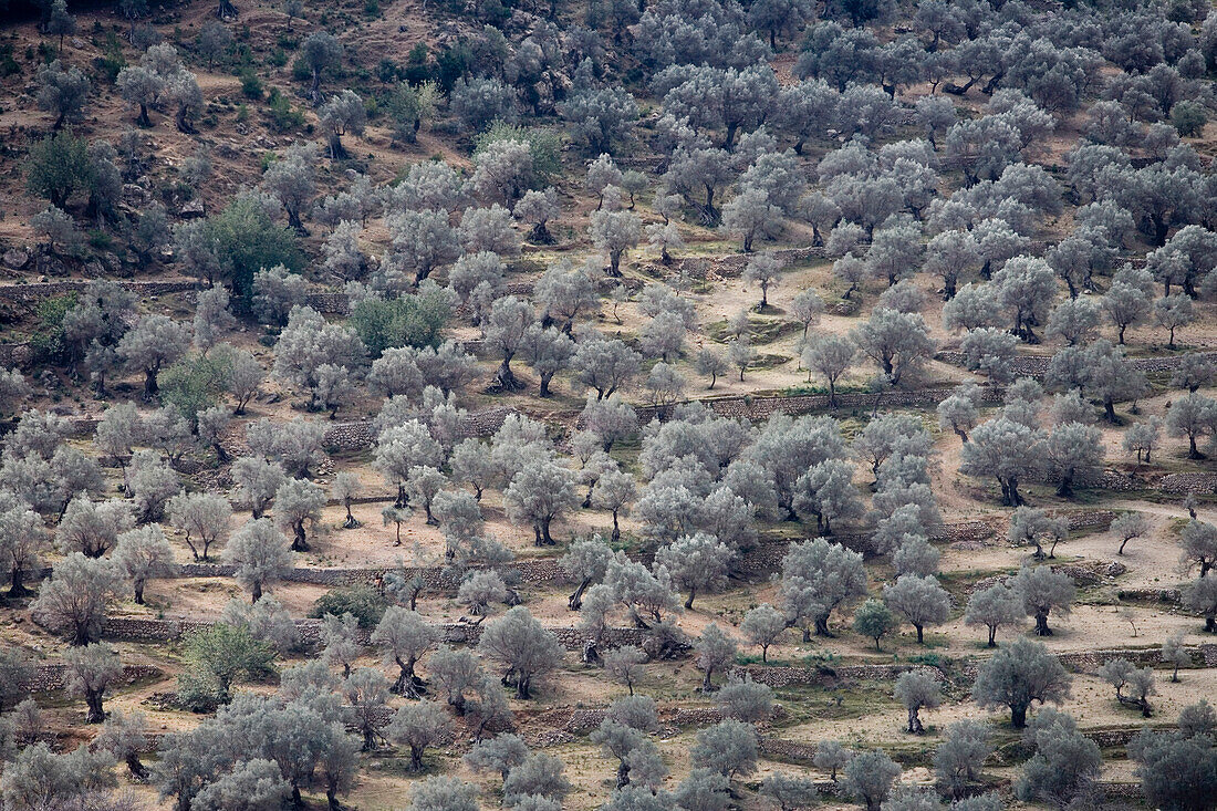 Olive Trees on Hillside, Near Bunyola, Mallorca, Balearic Islands, Spain