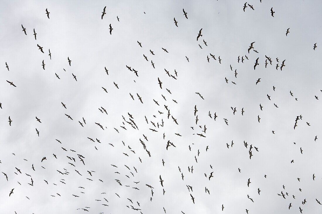 Flock of Seagulls During Storm, Deia, Mallorca, Balearic Islands, Spain
