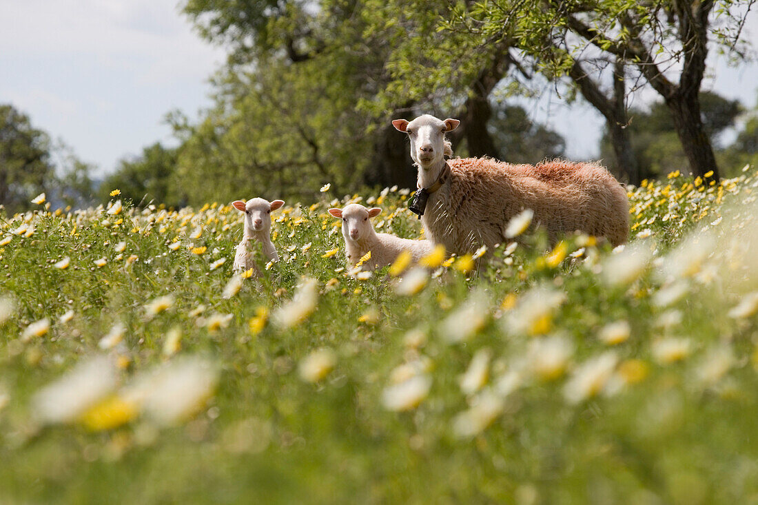 Mutterschaf mit Lämmchen in Wildblumenwiese, nahe Son Carrio, Mallorca, Balearen, Spanien, Europa