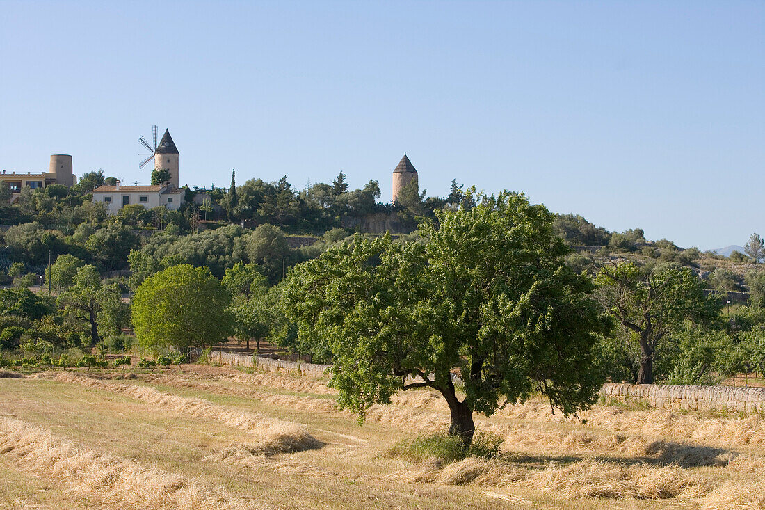 Windmills and Field, Santa Eugenia, Mallorca, Balearic Islands, Spain