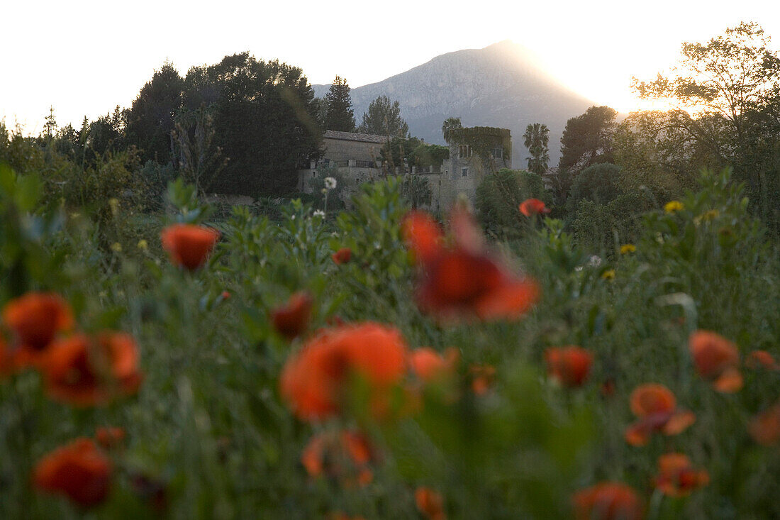 Rote Mohnblumen in Wiese vor Son Pont Agroturismo Finca Hotel, nahe Puigpunyent, Mallorca, Balearen, Spanien, Europa