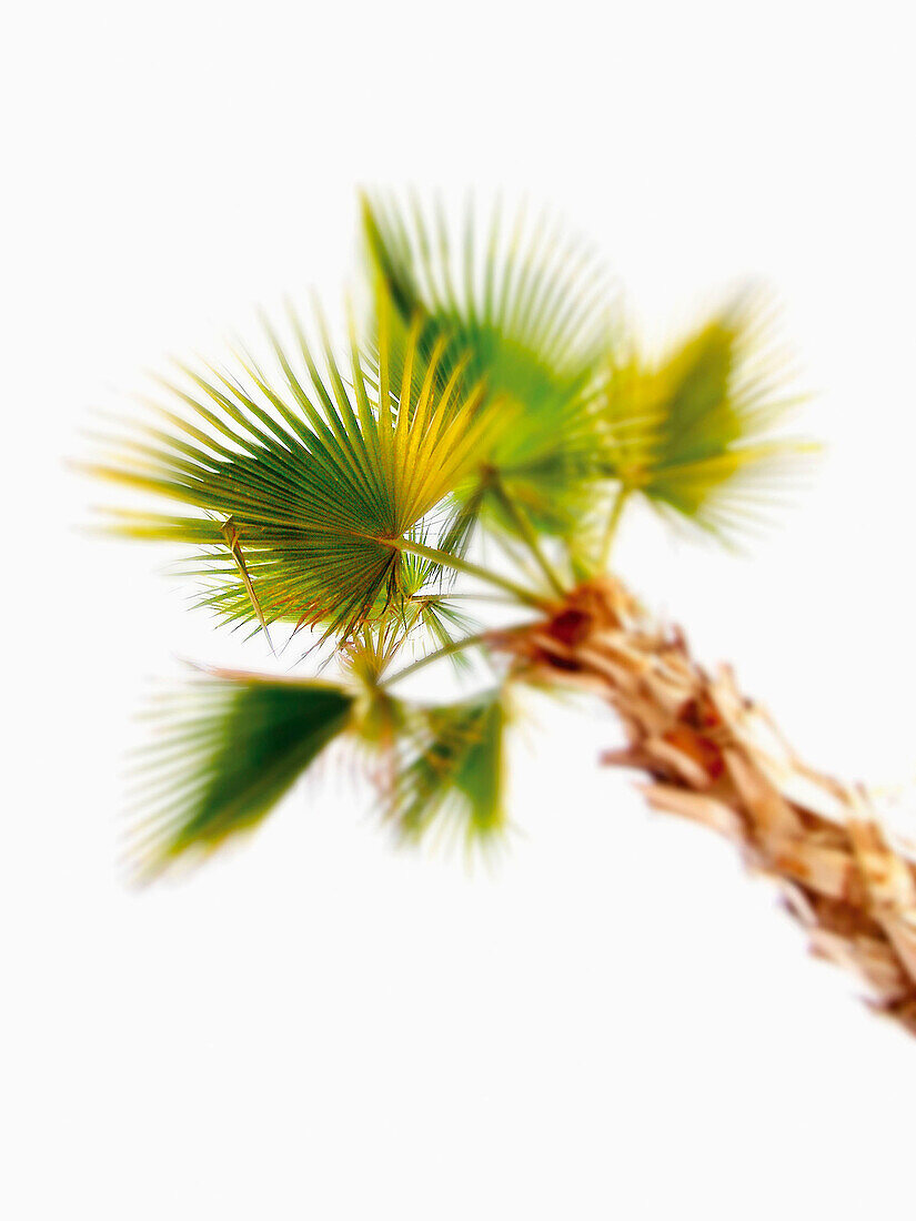 Blurred, Botany, Color, Colour, Concept, Concepts, Daytime, Diagonal, Exterior, Leaf, Leaves, Nature, One, Outdoor, Outdoors, Outside, Palm, Palm tree, Palm trees, Palms, Plant, Plants, Special effects, Symbol, Symbols, Tropical, Vertical, L55-313953, age
