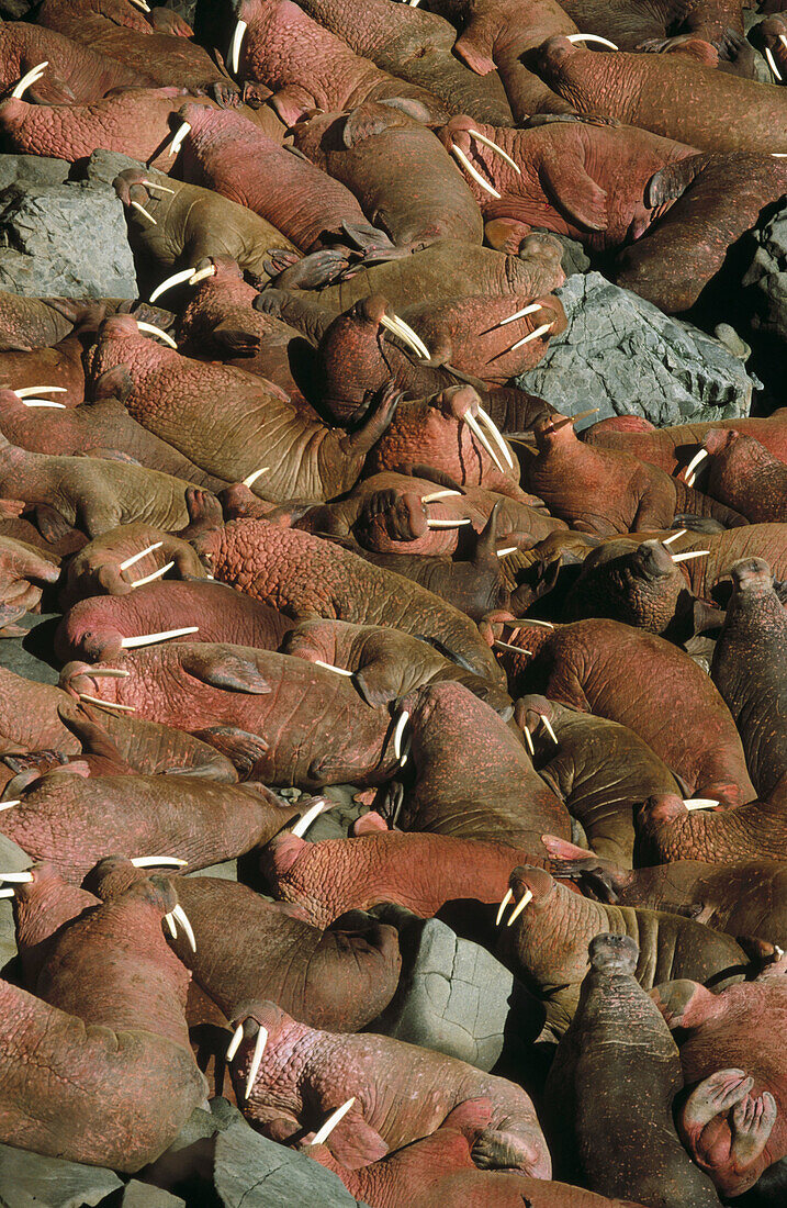 Walrus (Odobenus rosmarus) haulout of male walrus Bachelor group round island. Walrus Island. Alaska. USA