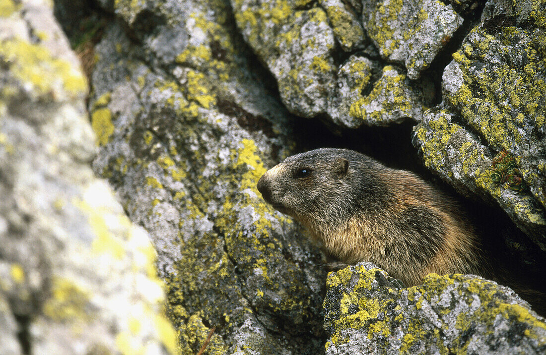 Alpine Marmot (Marmorta marmota). Wallis, Switzerland