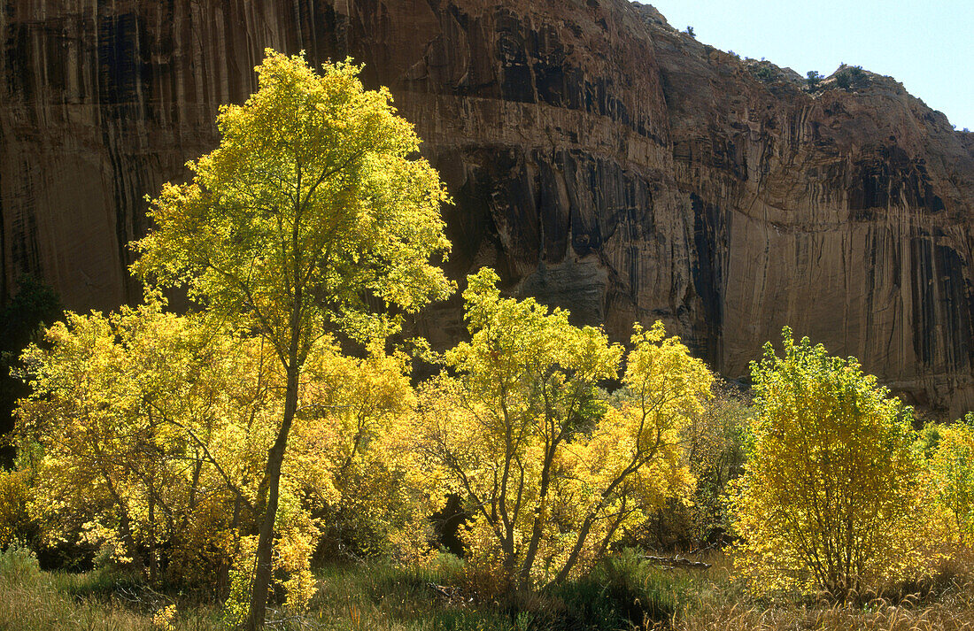 Calf Creek. Canyon walls and trees in fall colours. Grand Staircase-Escalante National Monument. Utah, USA