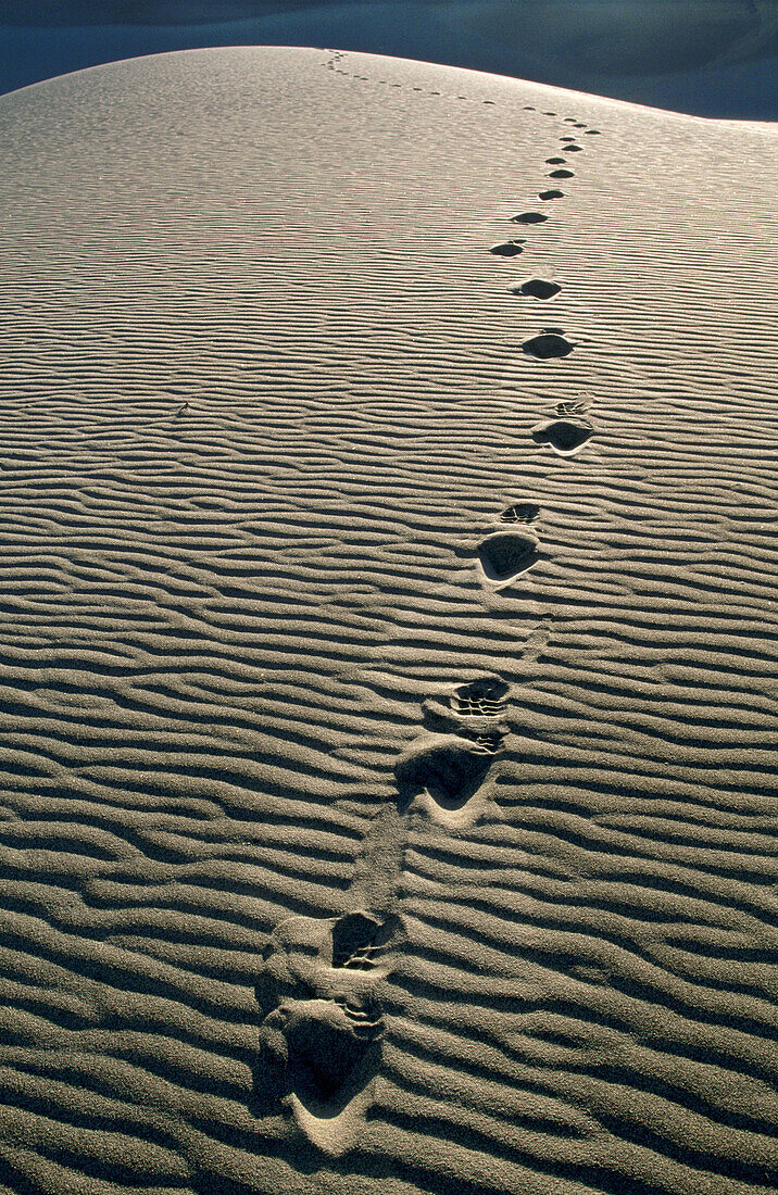 Footprints in sand dunes. Death Valley National Park. California. USA