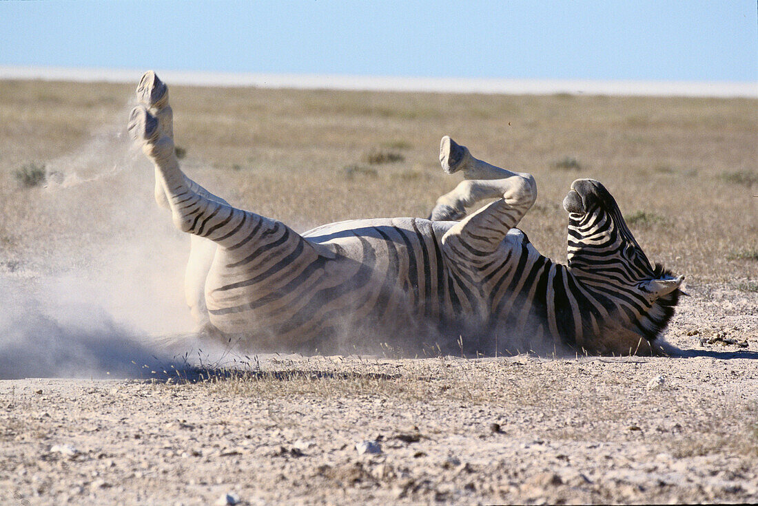 Burchells Zebra (Equus burchelli). Etosha National Park. Namibia