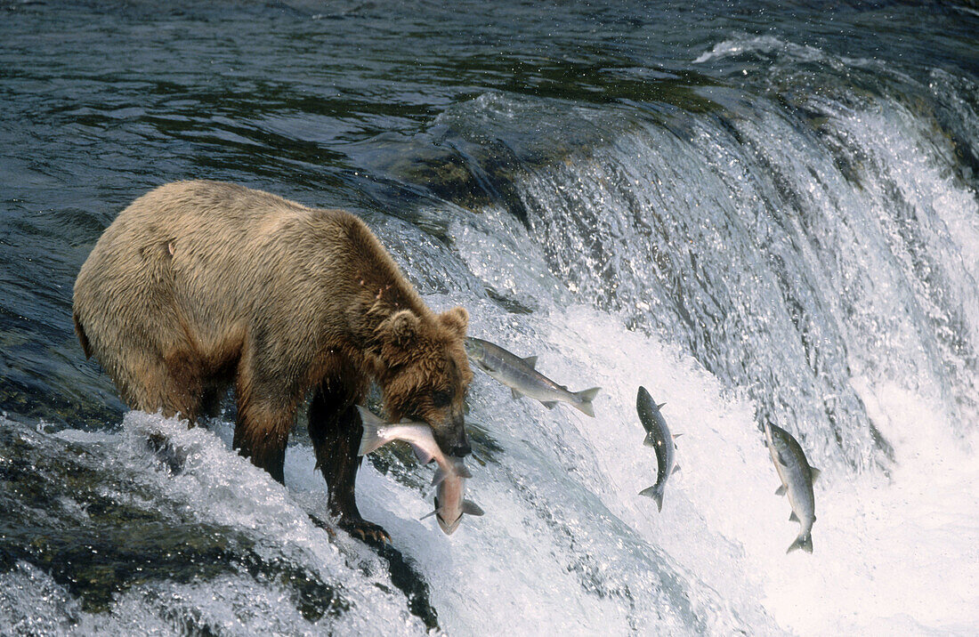 Brown bear (Ursus arctos). Katmai National Park. Alaska. USA.