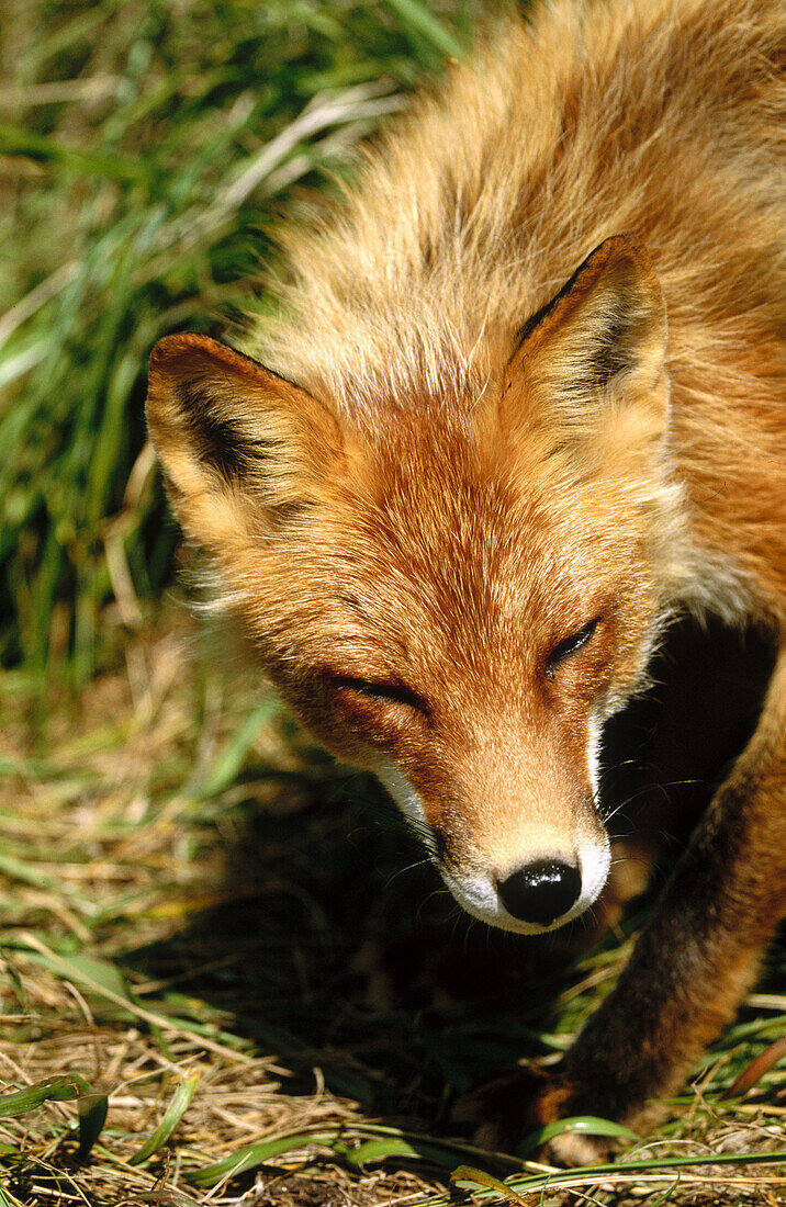 Red fox (Vulpes vulpes). Round Island. Alaska. USA.