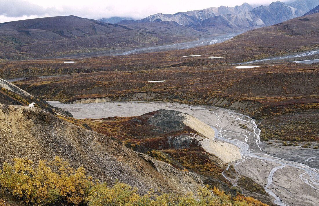 Dall sheep (Ovis dalli), one female enjoying the view at Polychrome Pass. Denali National Park. Alaska. USA.