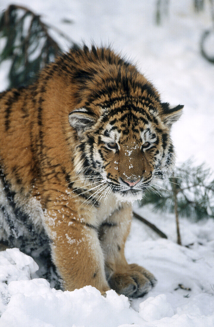 Amur or Siberian Tiger (Panthera tigris altaica) in zoo. Zurich, Switzerland