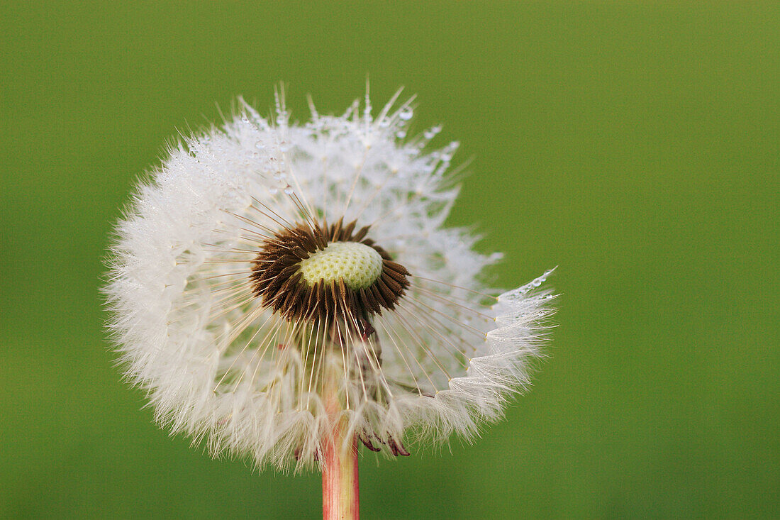 Dandylion, Taraxacum officiale