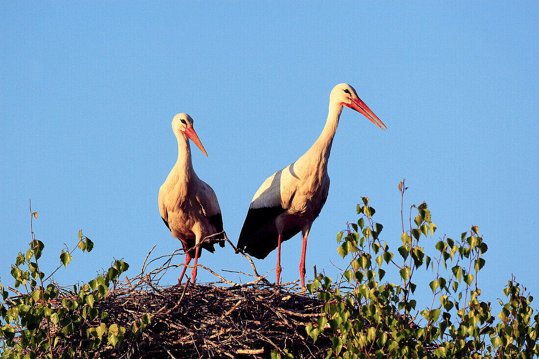 White Stork, Stork, Ciconia ciconia, Weissstorch, Storch, couple standing in its nest, spring, Oetwil am See, Zuerich, Switzerland