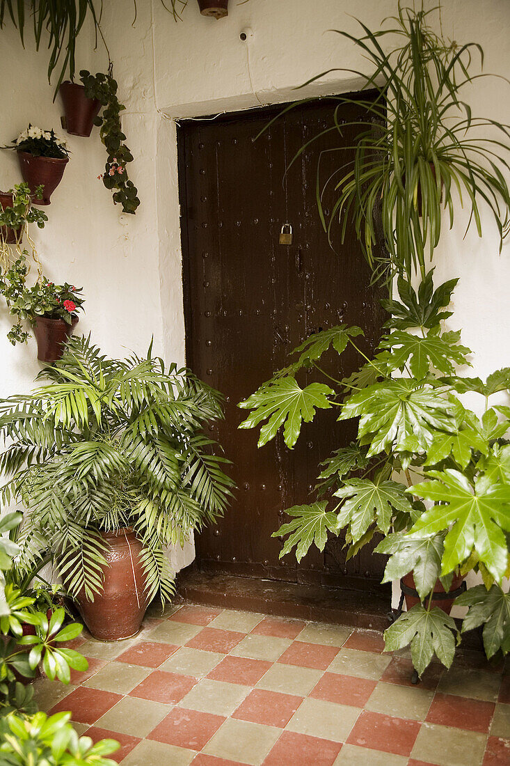 Typical courtyard, Córdoba. Andalusia, Spain