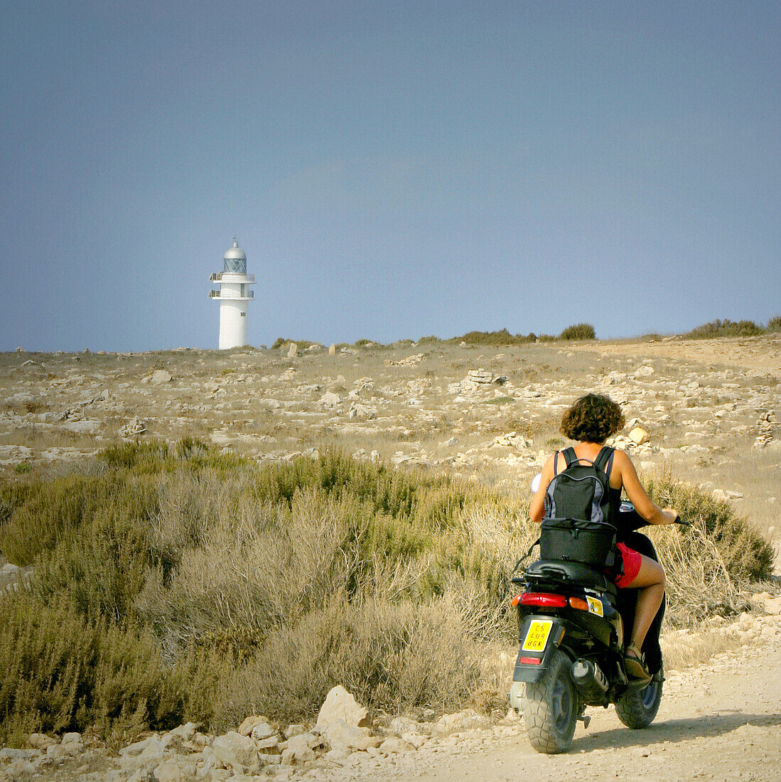 Mop near Barbària cape lighthouse. Formentera, Balearic Islands. Spain