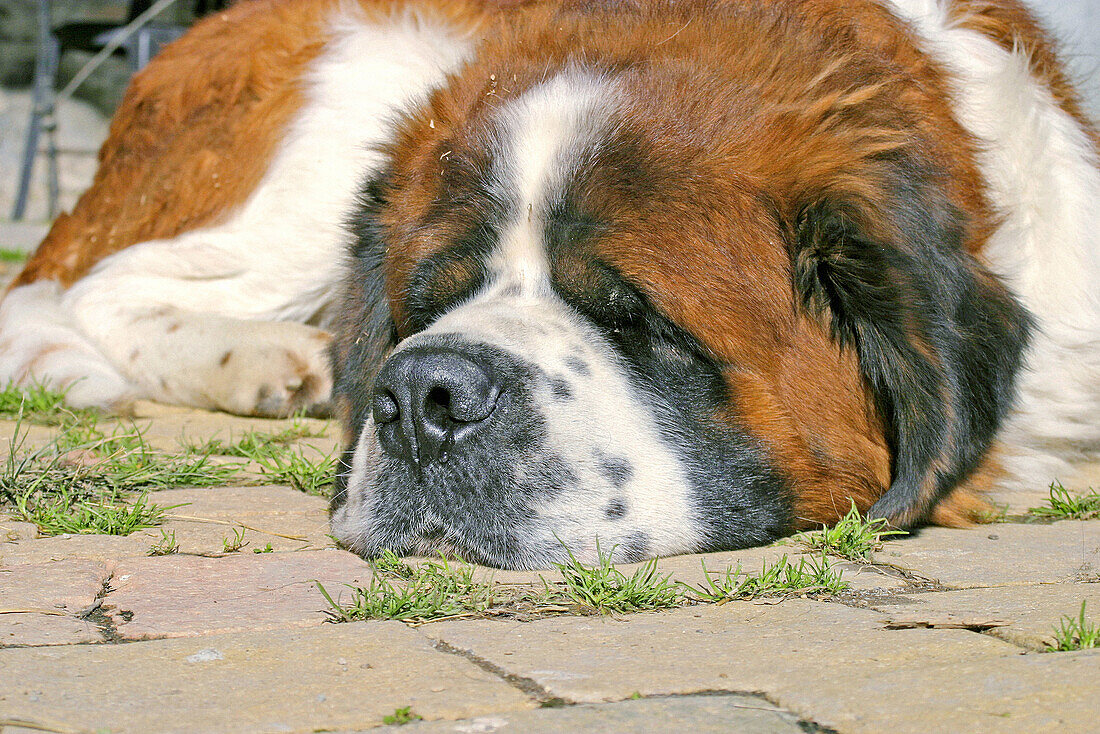 Saint Bernard dog